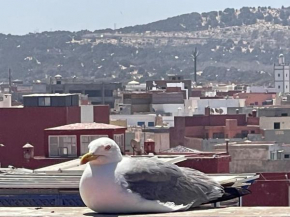 Le Goéland, Essaouira